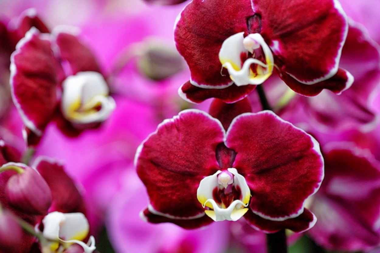 Фаленопсис Сангрия