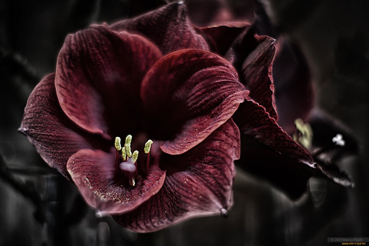 Фаленопсис Dark Cherry with White Rim Orchid Phalaenopsis