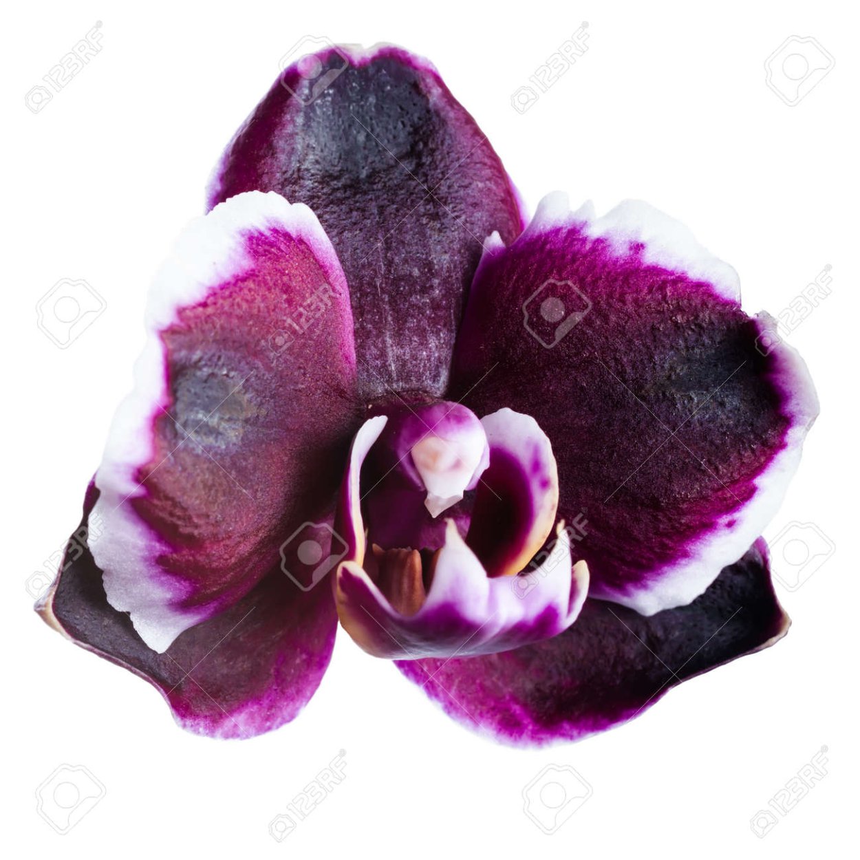 Фаленопсис Блэк Баттерфляй