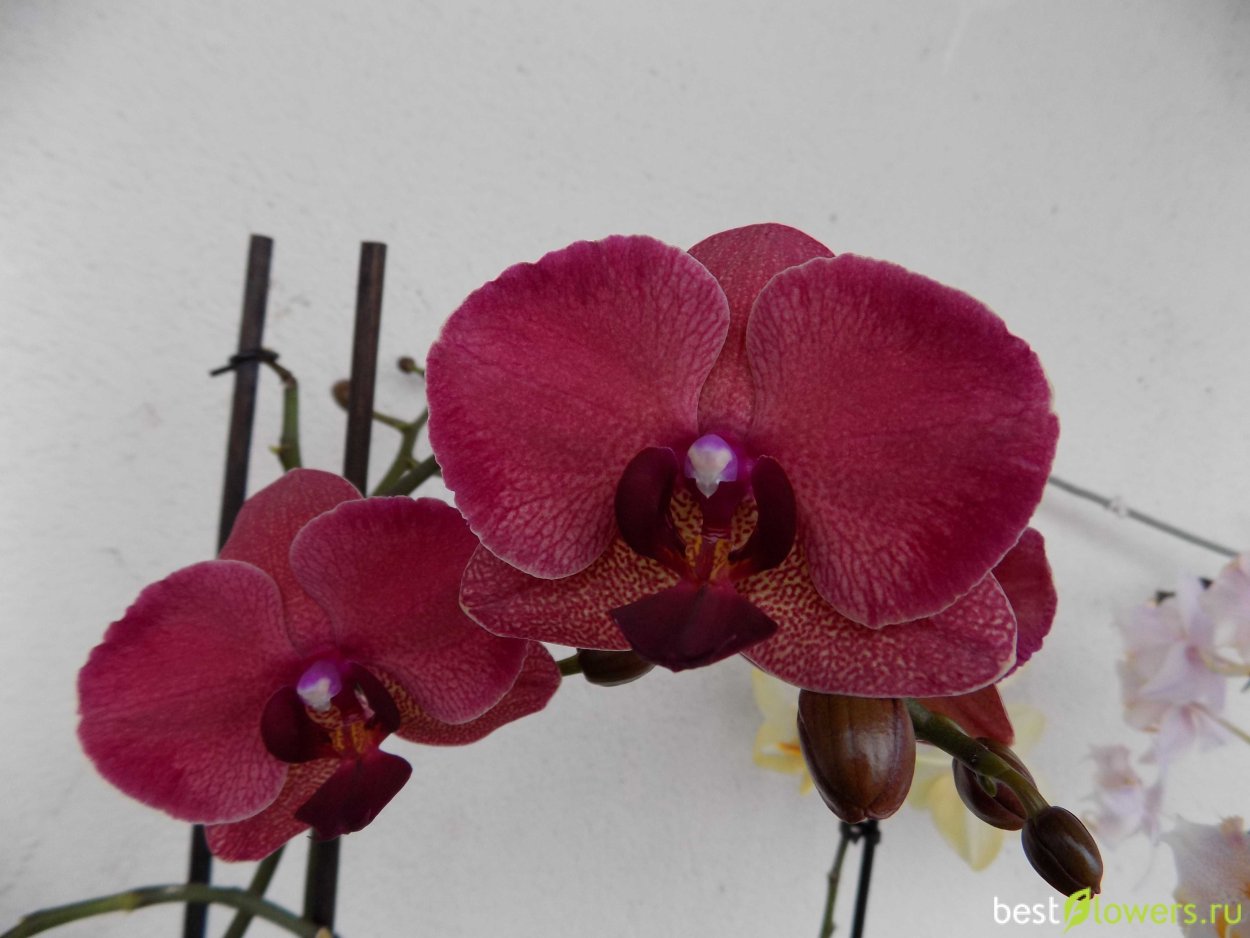 Орхидея Блэк Реал