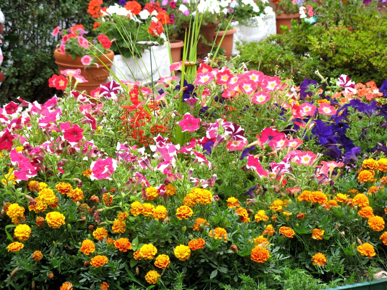 Цветы для огорода однолетние