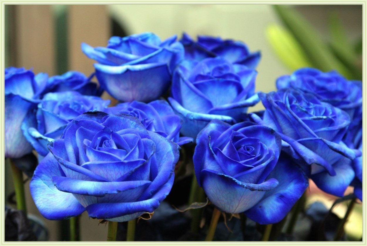 Саженцы синих роз