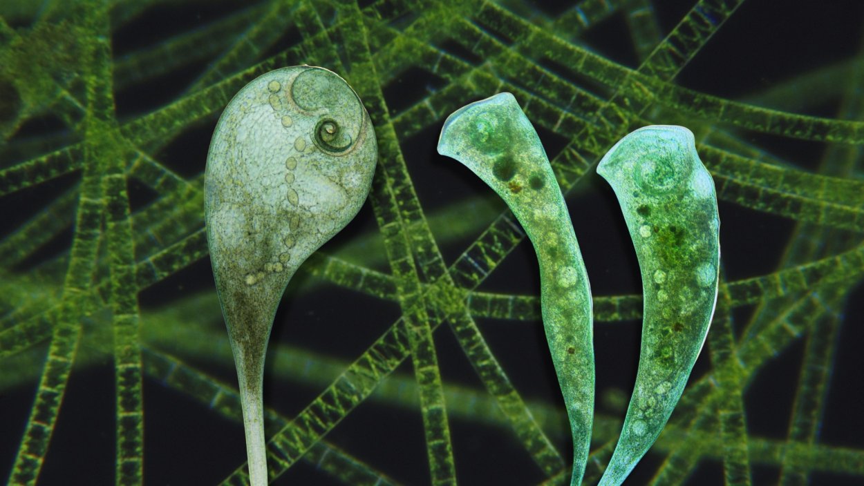 Bacillariophyta диатомовые водоросли