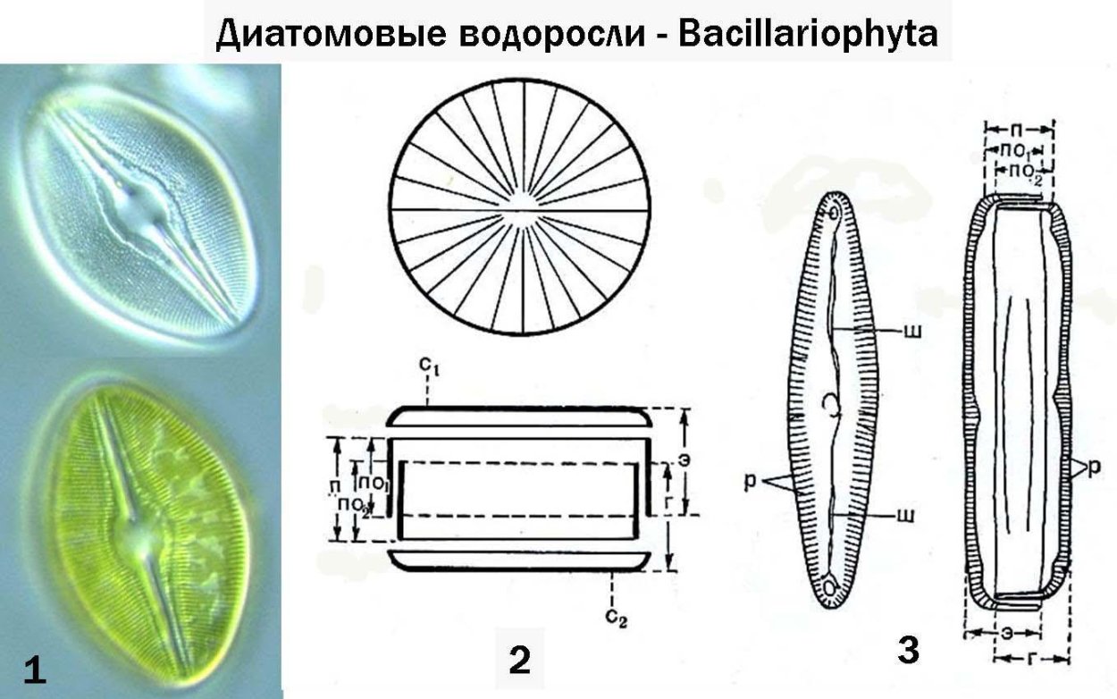 Планктонные водоросли фитопланктон
