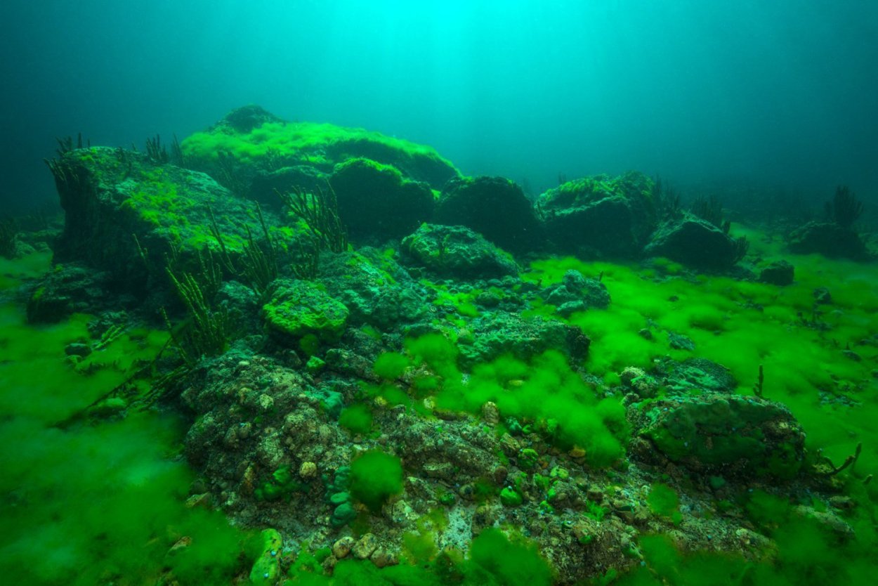 Фитопланктон диатомовые