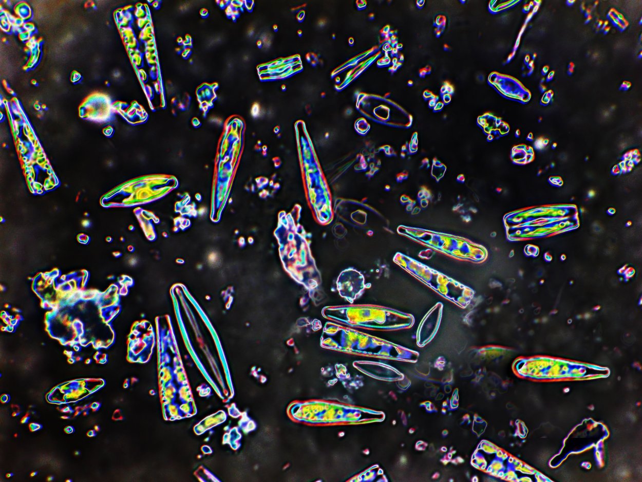 Фитопланктон диатомовые водоросли