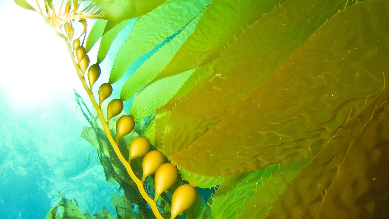 Морские диатомовые водоросли