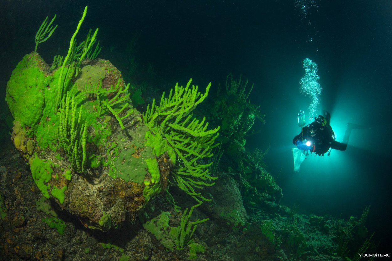 Диатомовые водоросли диатомеи