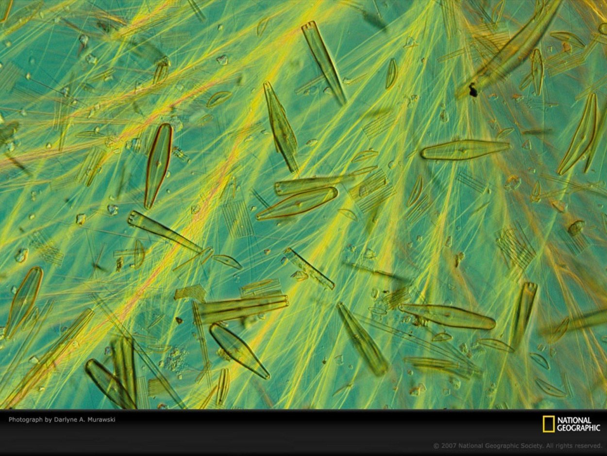 Строение панциря диатомовых водорослей