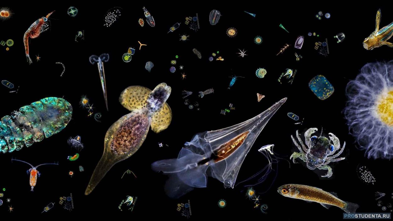 Ламинария макроцистис