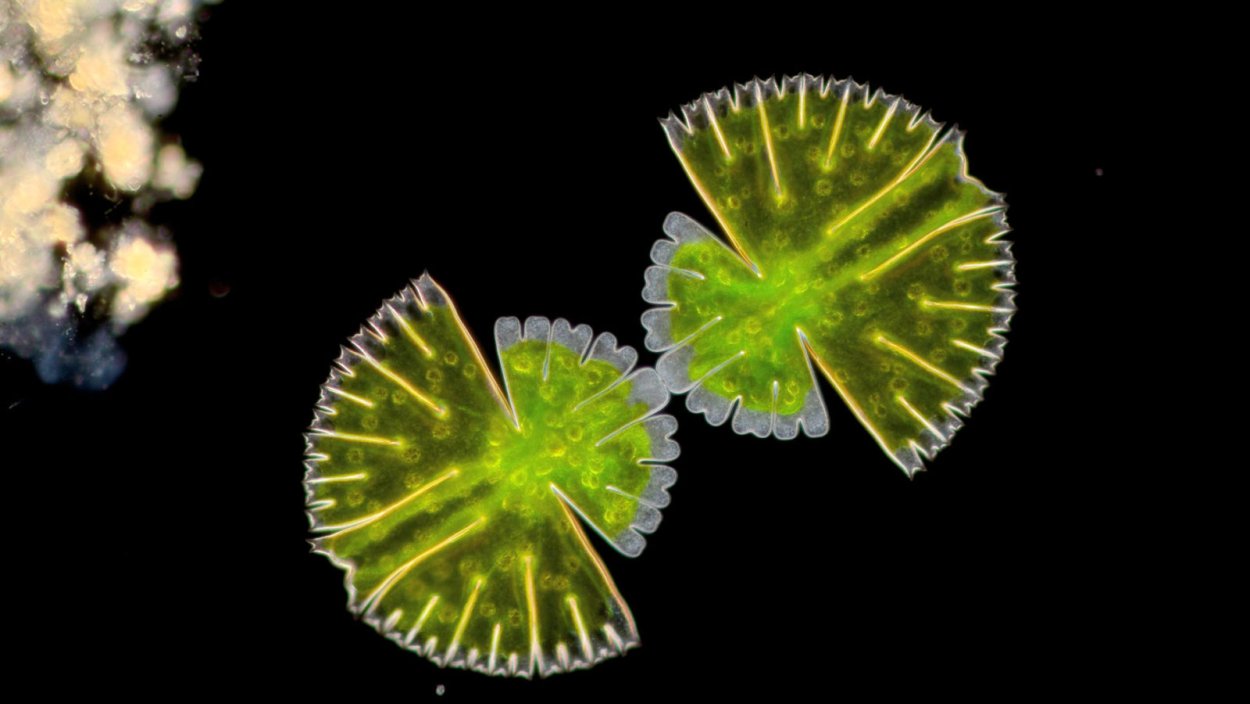 Спирогира на Байкале