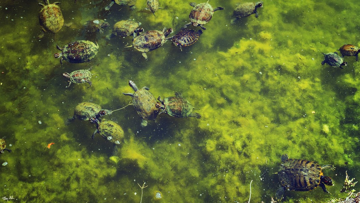 Цветок морской водоросли альгамарины