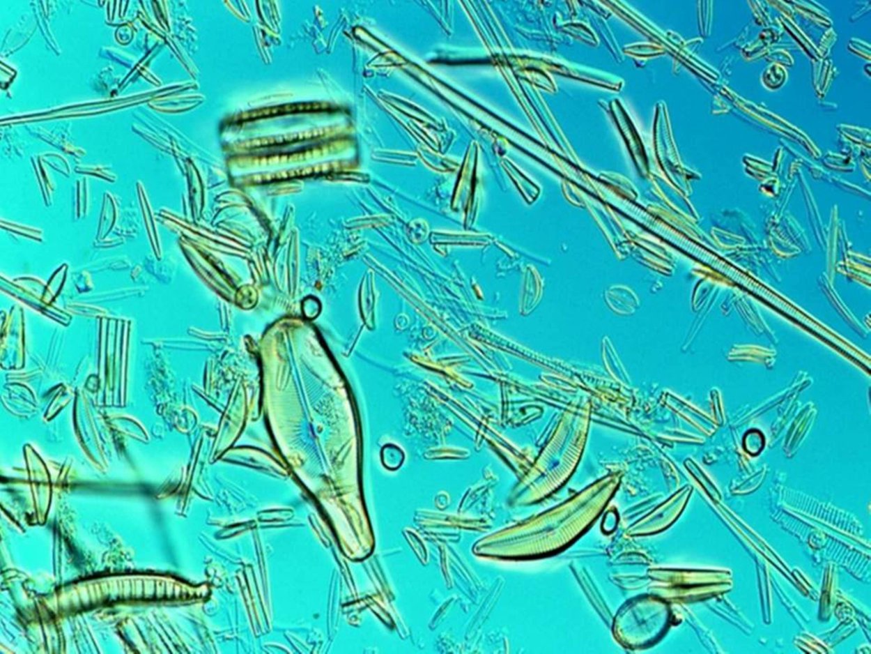 Lubomirskia Baicalensis (Байкальская губка)