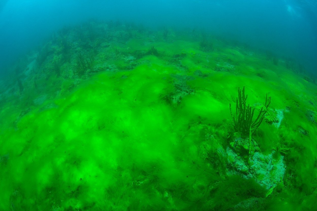 Водоросли озера Байкал