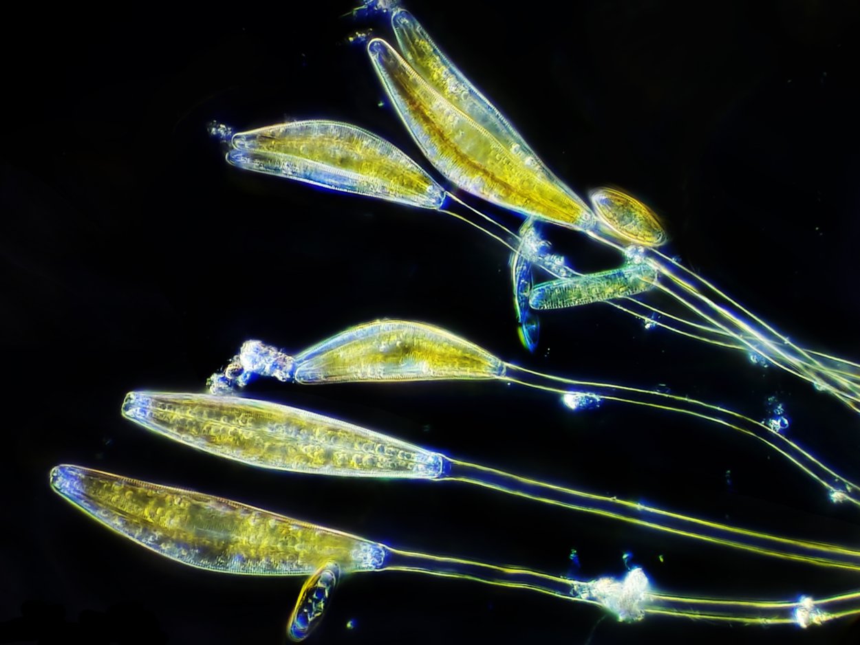 Диатомовые водоросли ликмофора