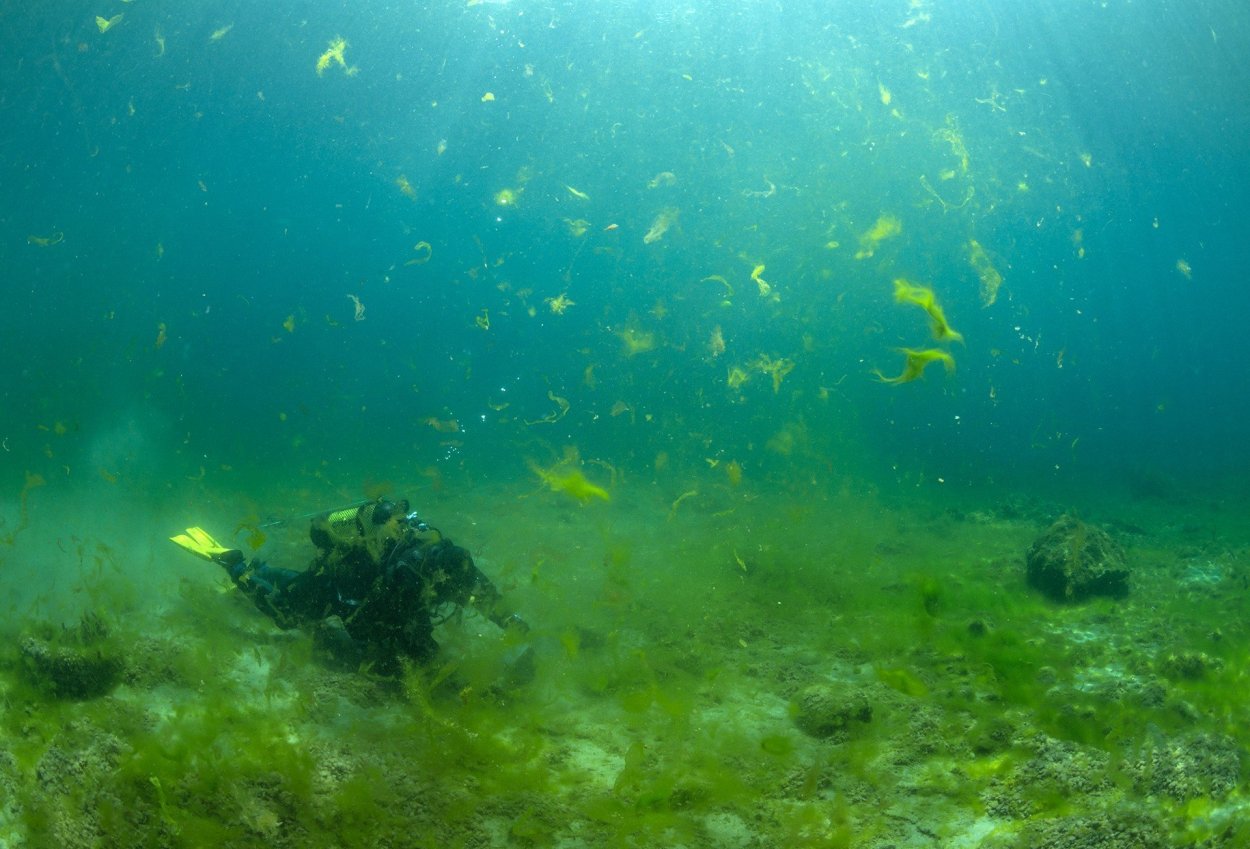 Водоросли в океане