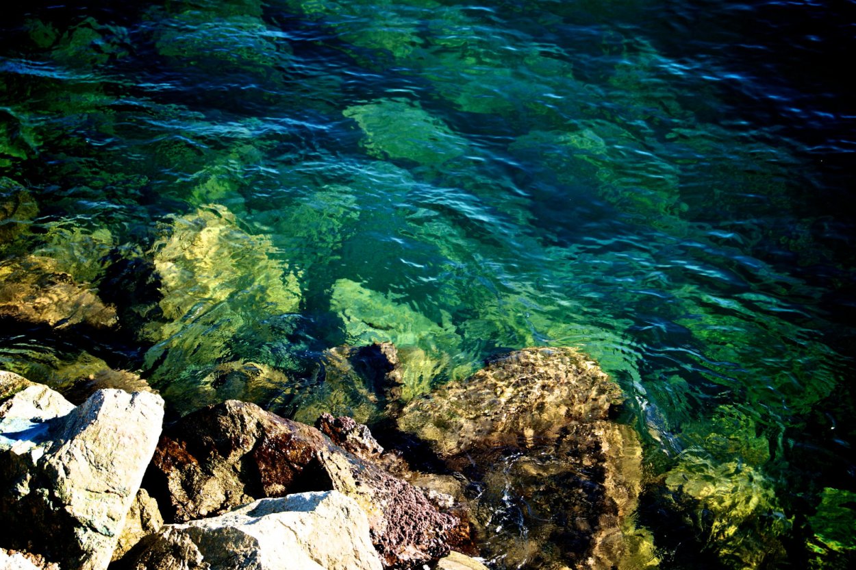 Водоросль спирогира на Байкале