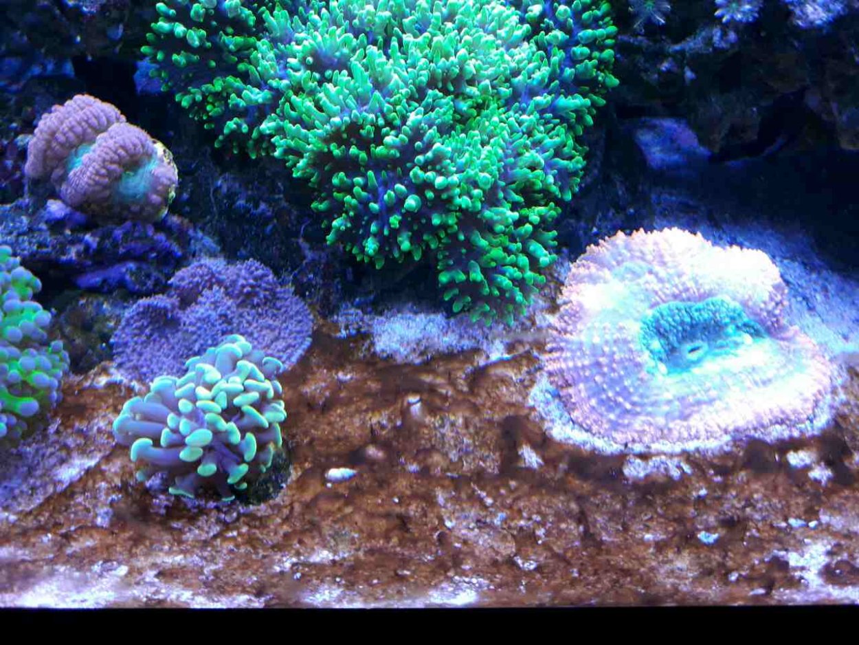 Морские водоросли Эстетика