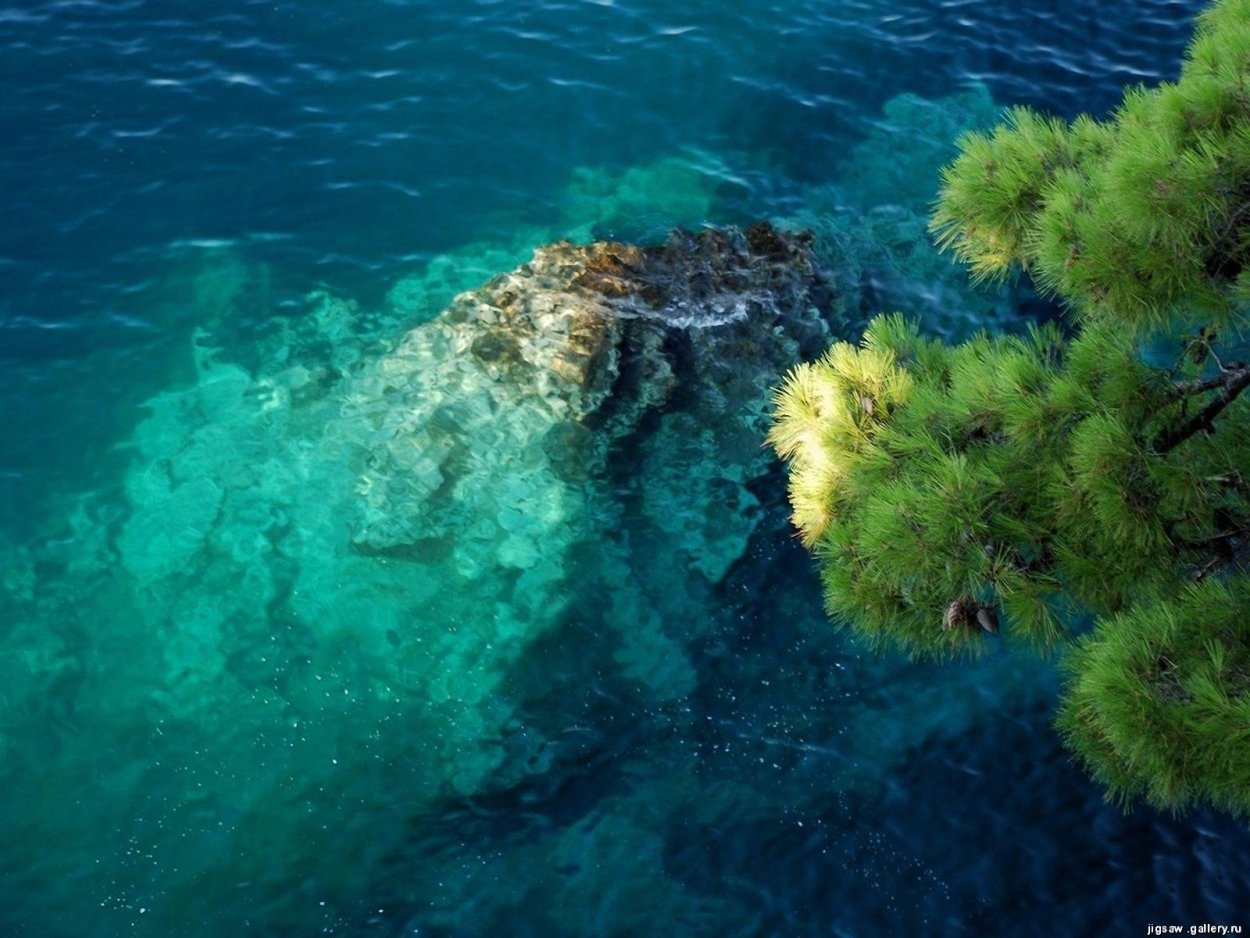 Диатомея Навикула