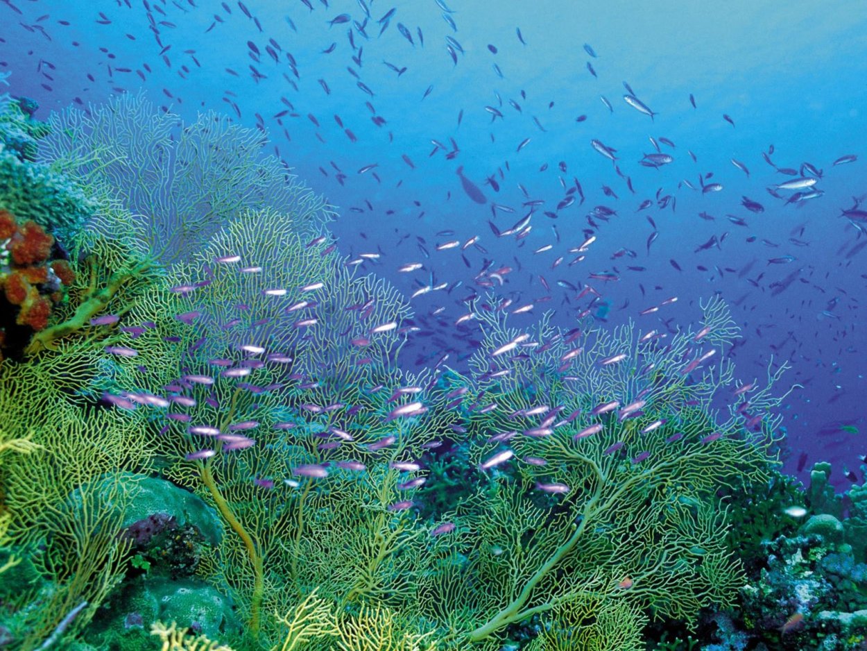 Термофилы зеленые водоросли