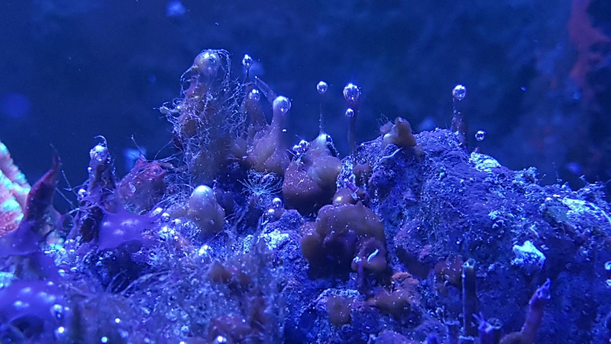 Синезеленые водоросли Байкала