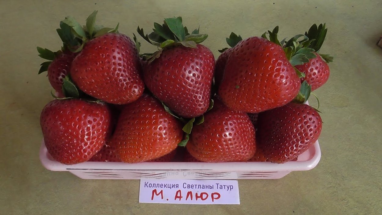 Малина ремонтантная «Мапема»