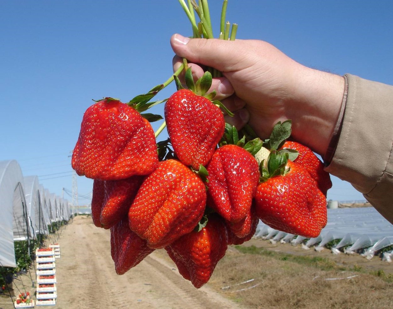 Земляника сорт чив-64