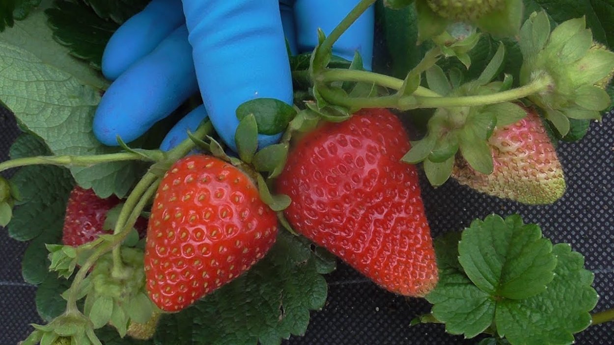 Малина ремонтантная рубиновое ожерелье