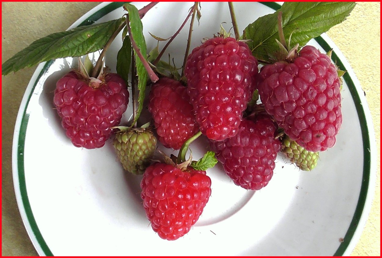 Малина ремонтантная Самохвал