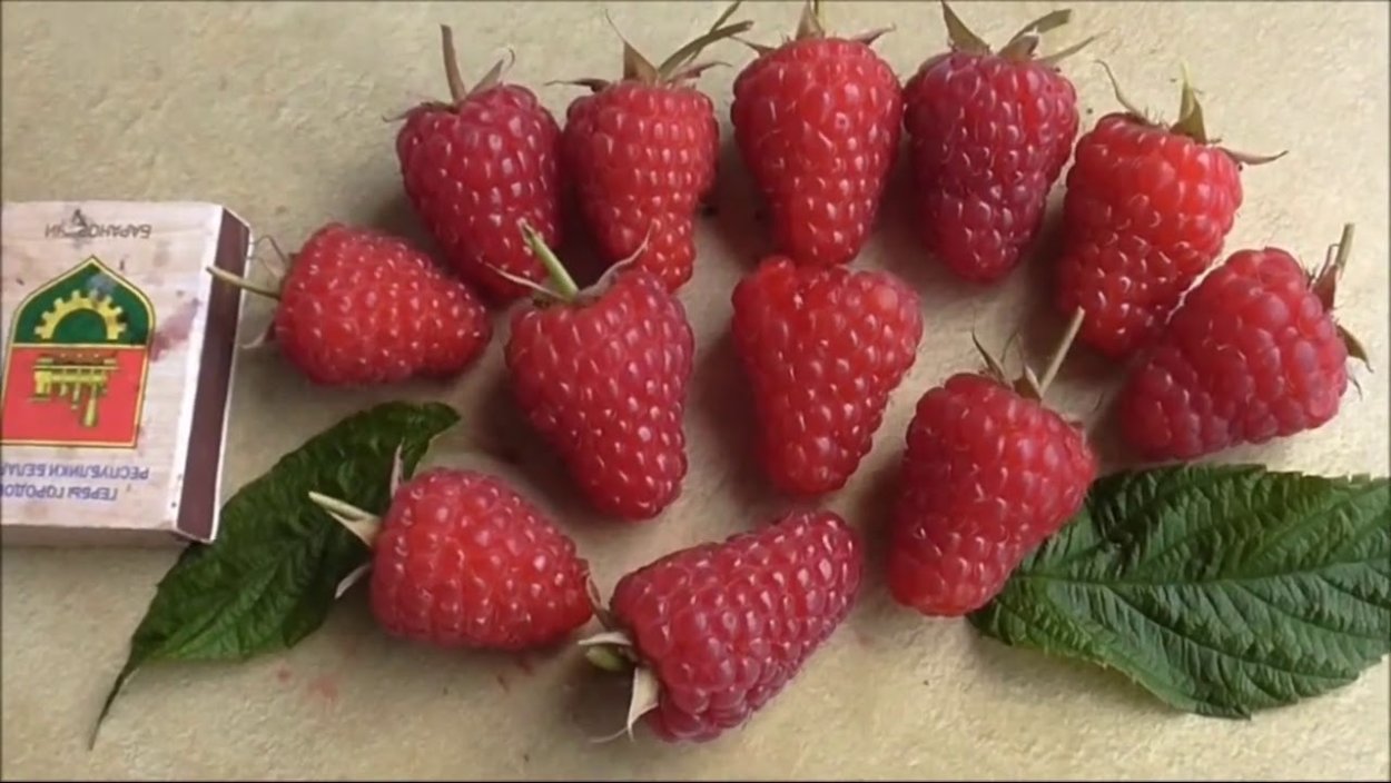 Клубника Виктория семена