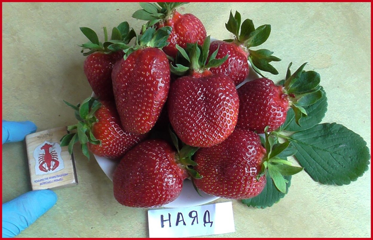 Сорт Виктории Мальвина