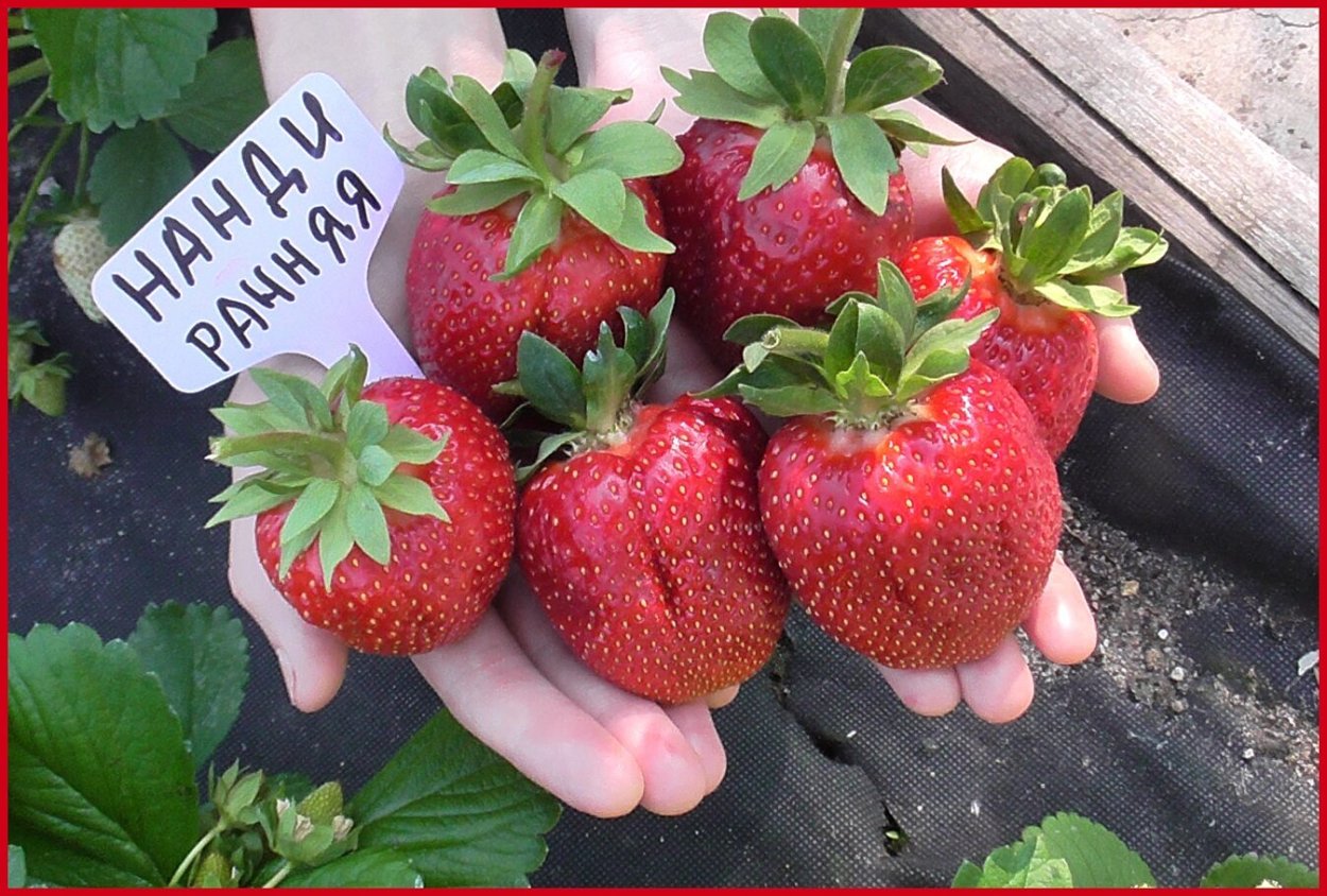 Клубника Портола, ремонтантная