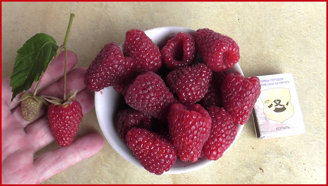 Сорт клубники Крапо