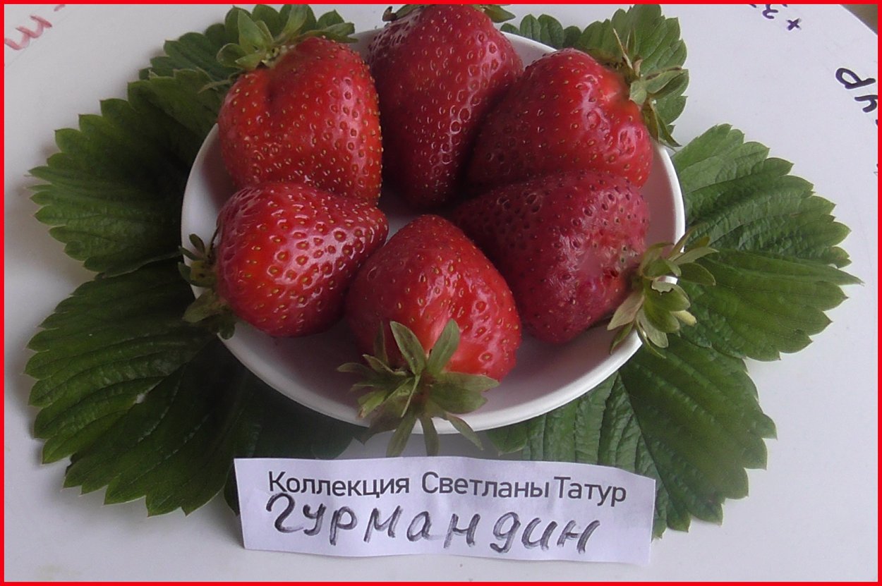 Питомник клубника малина Светланы Татур