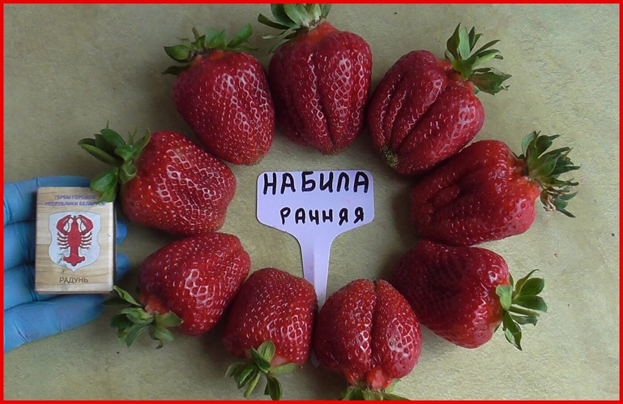 Светлана Татур клубника