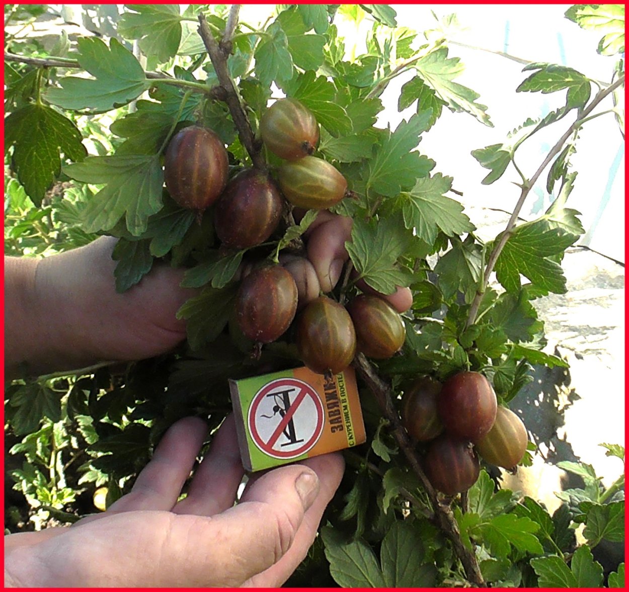 Мульчирование Виктории