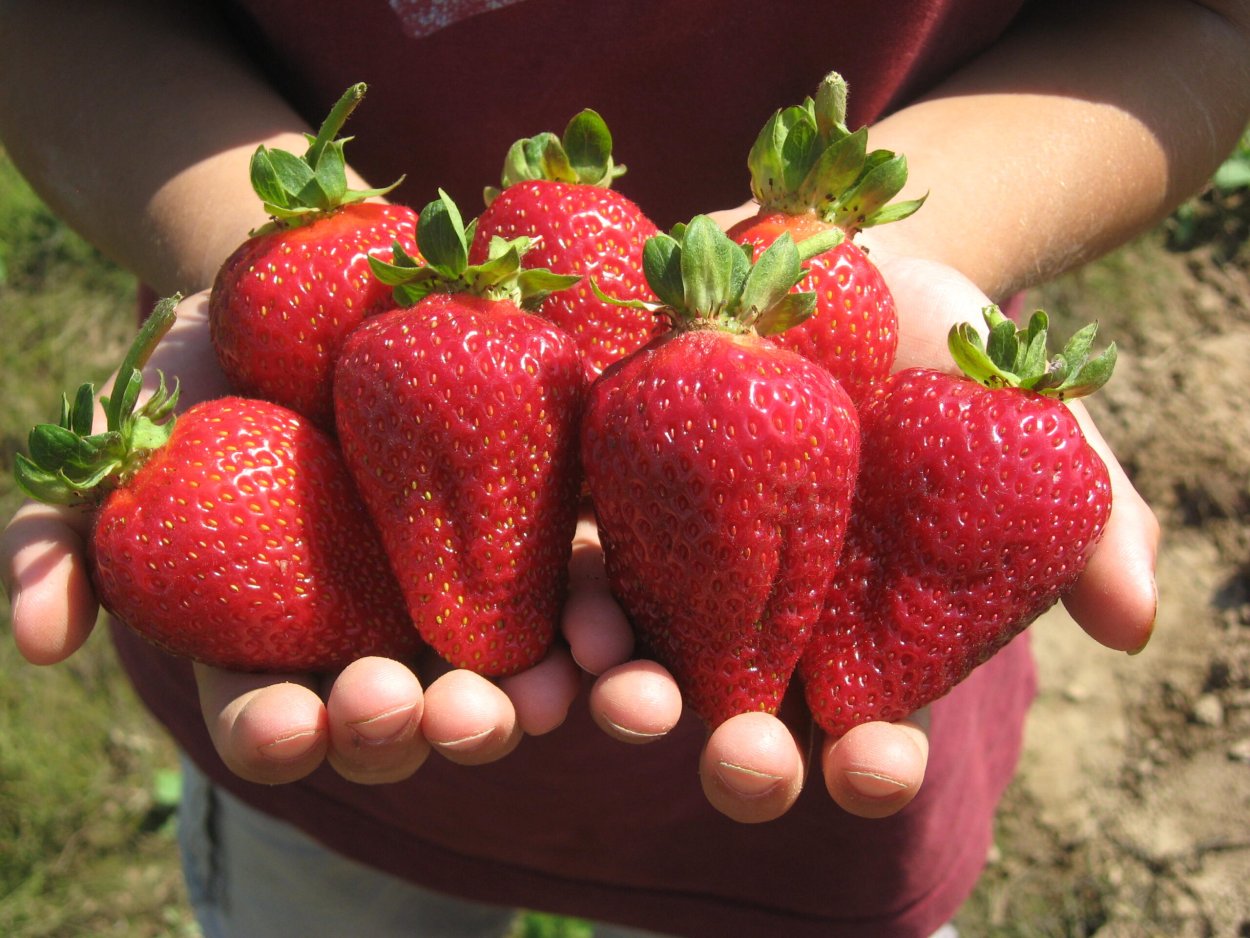 Светлана Татур саженцы малины