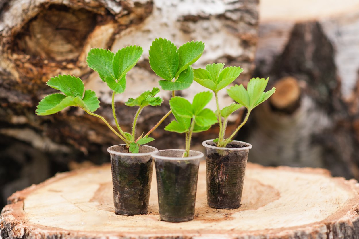 Саженцы яблони колоновидные