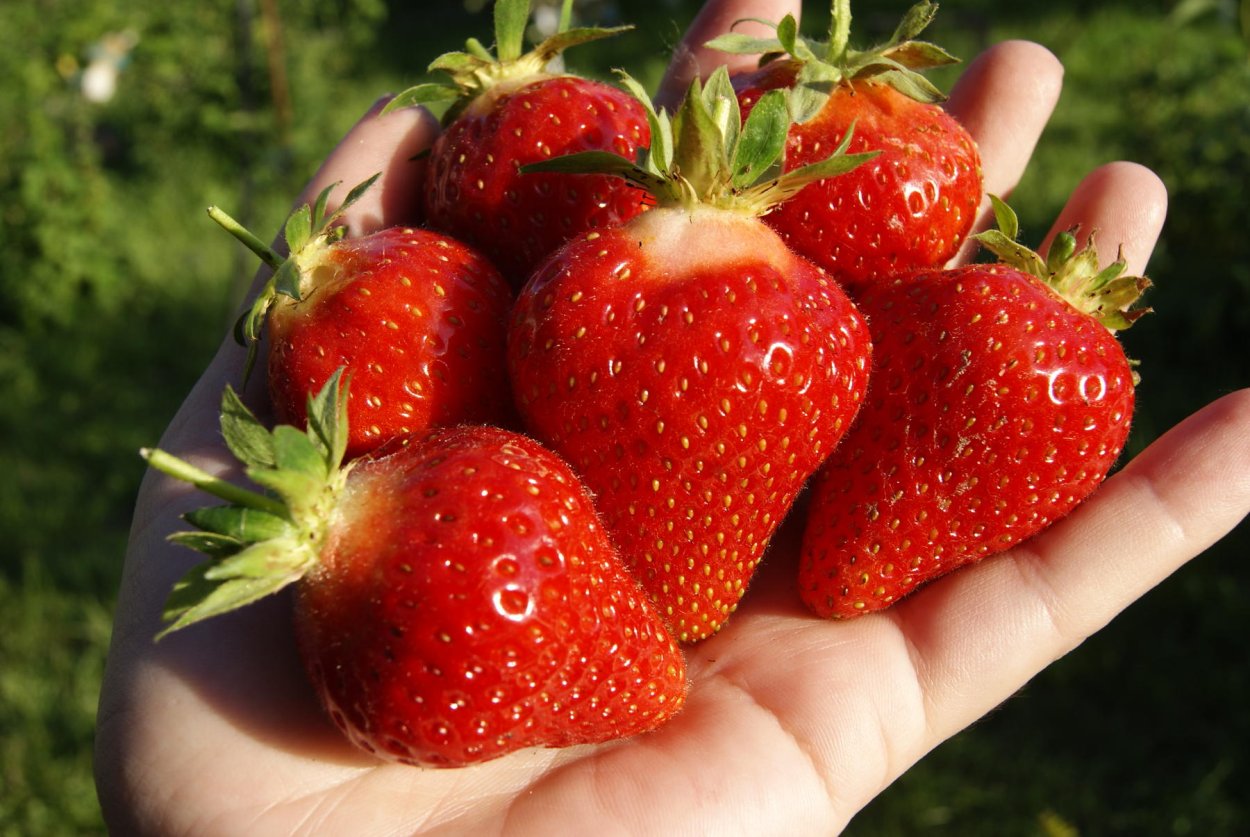 Клубника капри