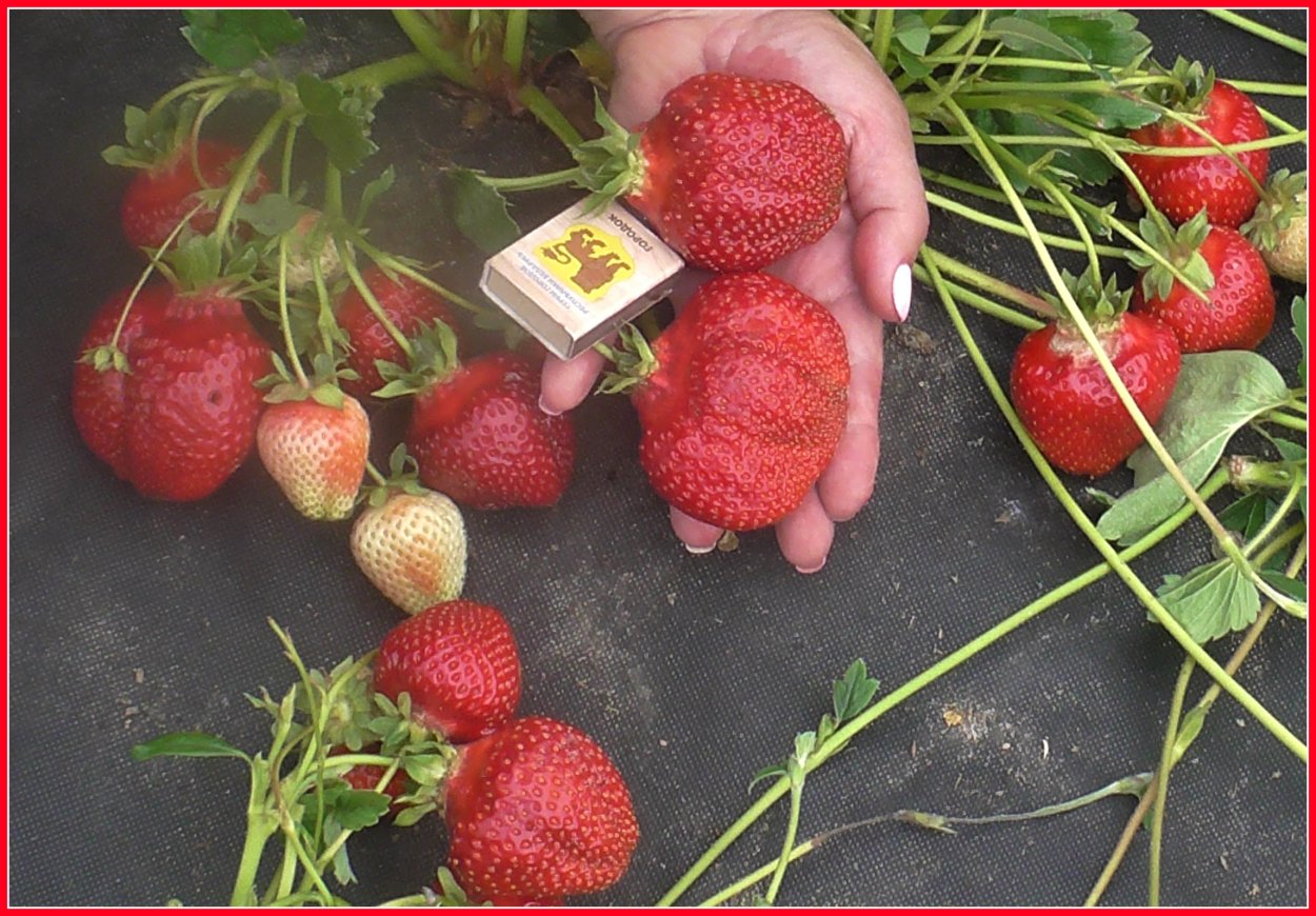 Клубника ремонтантная Кабрилло