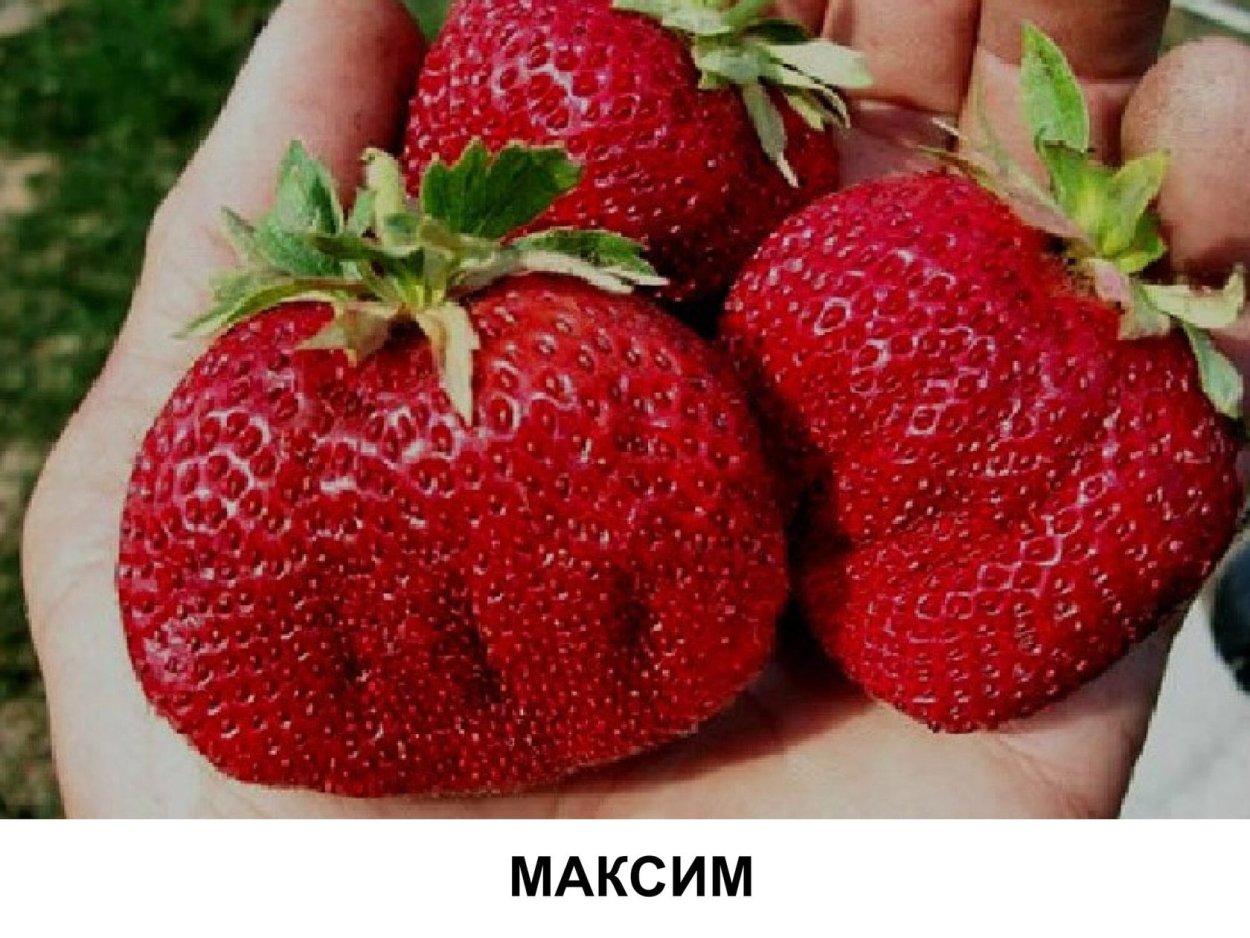 Клубника Альба, Купчиха