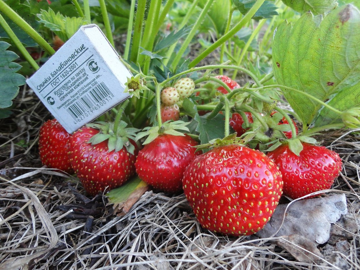 Клубника ремонтантная Кабрилло