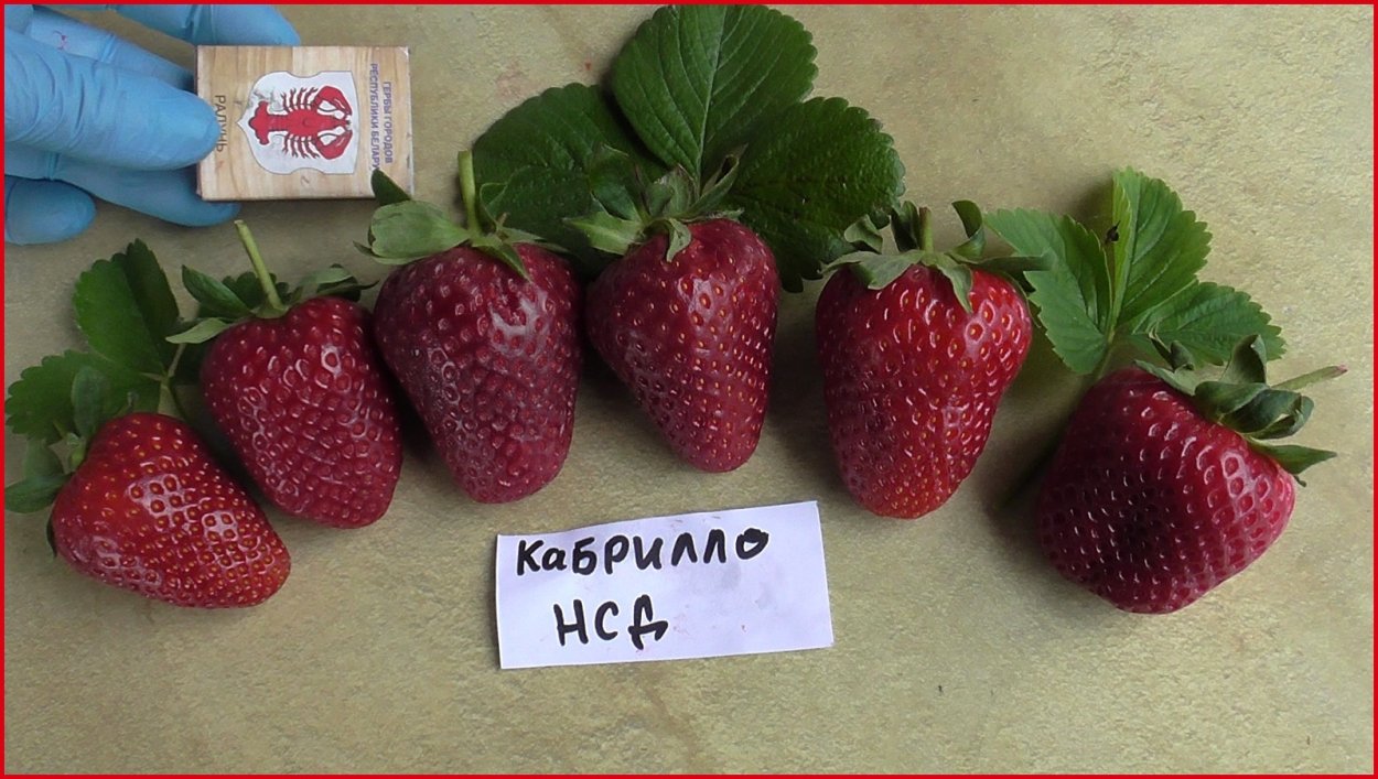 Малина сорт Карамелька