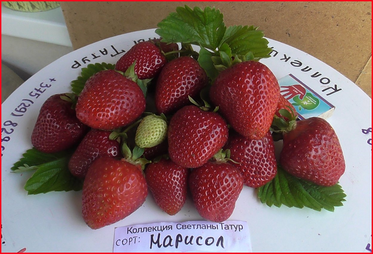 Клубника Эви 2