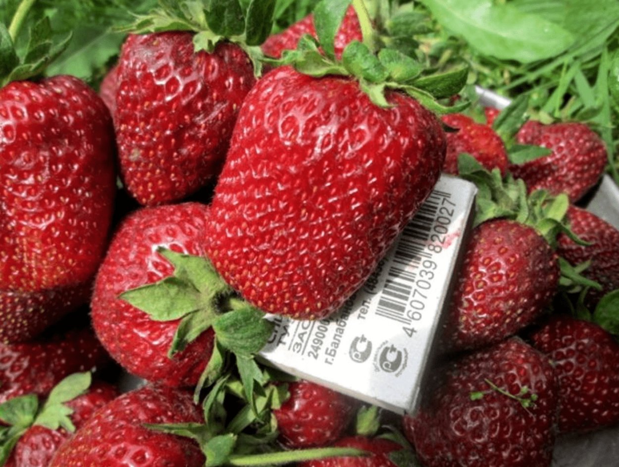 Светлана Татур клубника