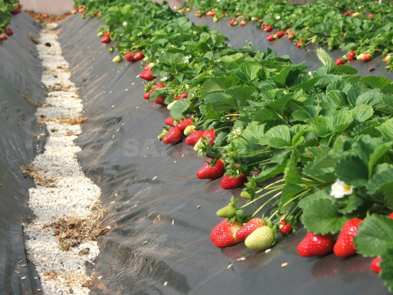 Саженцы плодовых деревьев /яблоня, груша, слива, вишня/