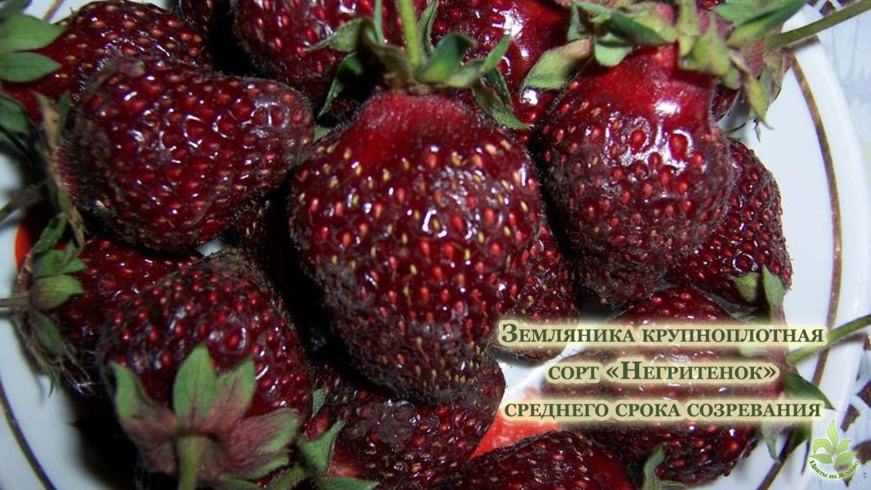 Земляника Орли