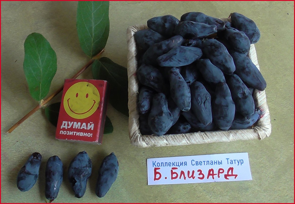 Институт садоводства в Бирюлево купить саженцы