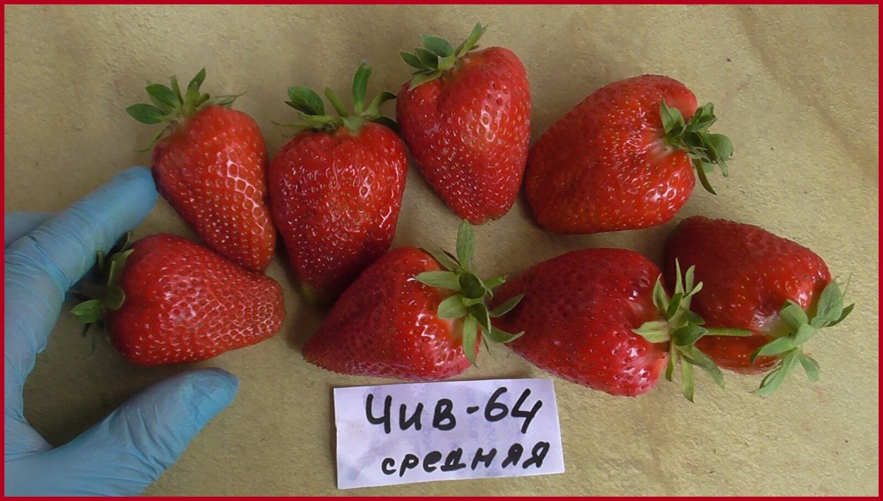 Питомник клубника малина Светланы Татур