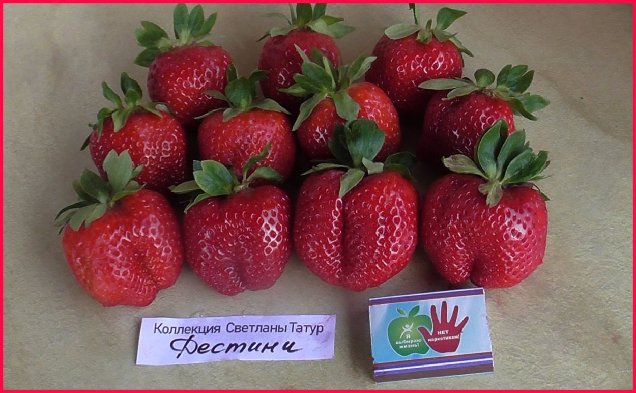 Клубника малина Светлана Татур